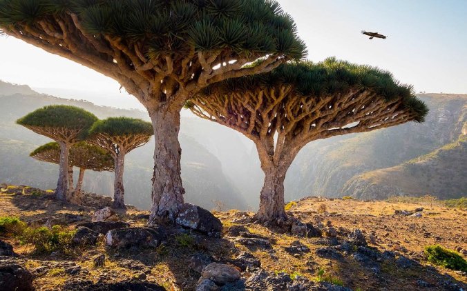 Dragon blood trees in rocky landscape, Homhil Protected Area, Socotra, Yemen