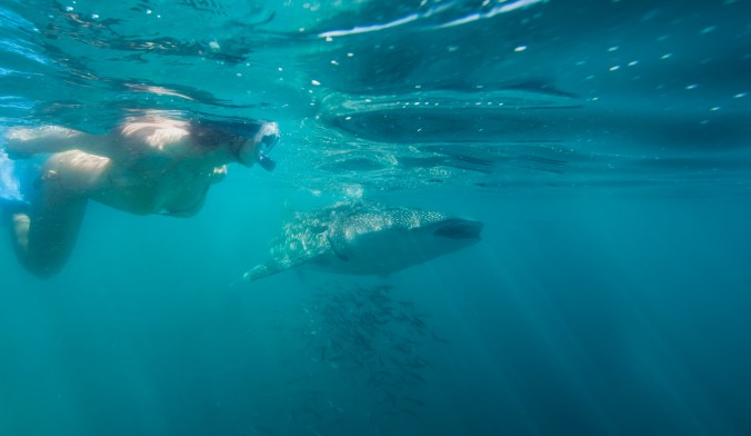 Snorkeling - Whale Sharks-