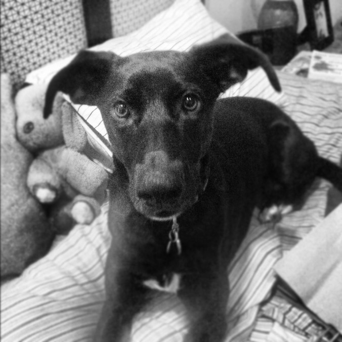 Samba la Bamba in her puppy room.