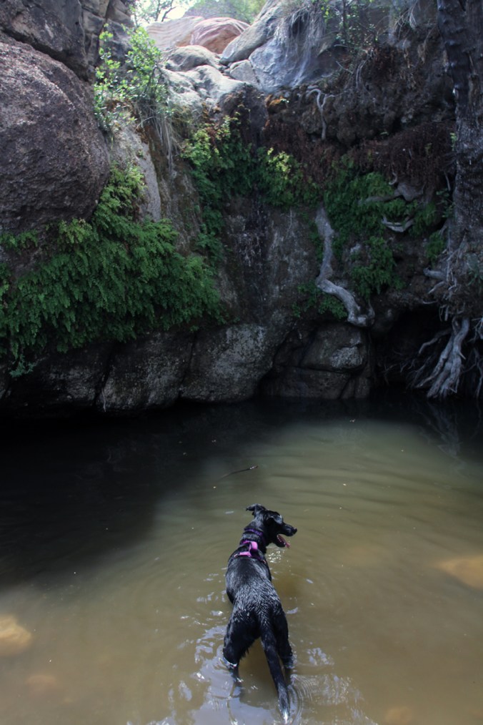 Samba, intrepid explorer. 