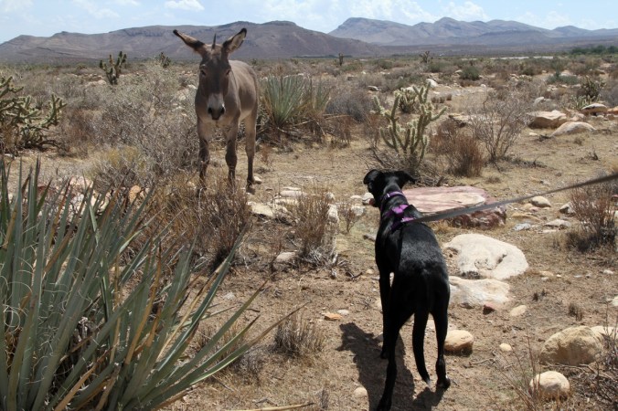 Burro on dog staring contest. (Spoiler alert: the burro wins.)